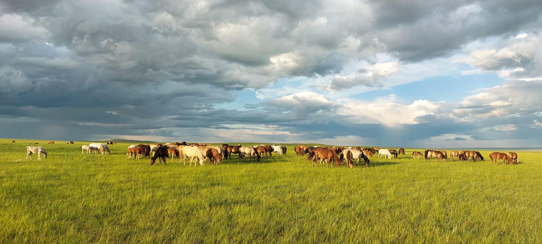 Тал нутгийн дэлгэр зун